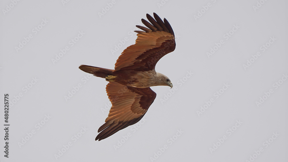 Fototapeta premium Brahminy Kite