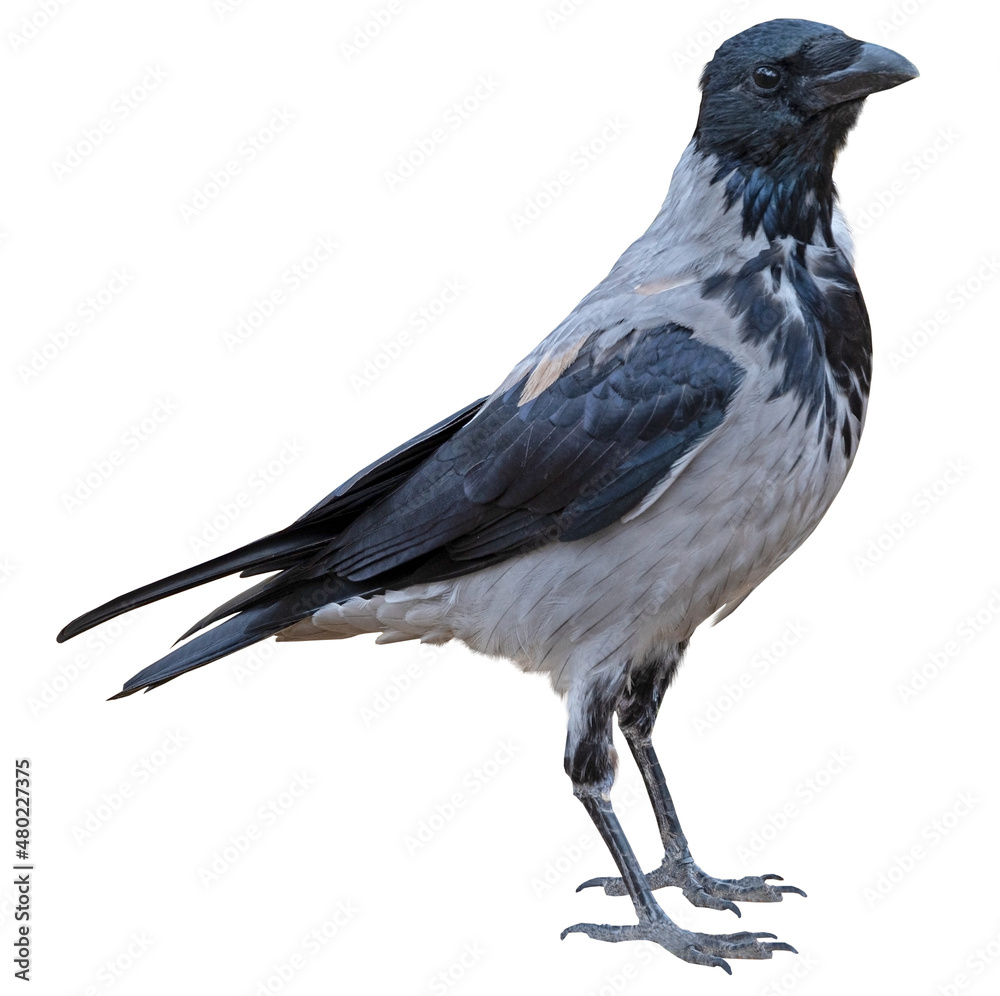 Fototapeta premium a big and beautiful gray and black crow