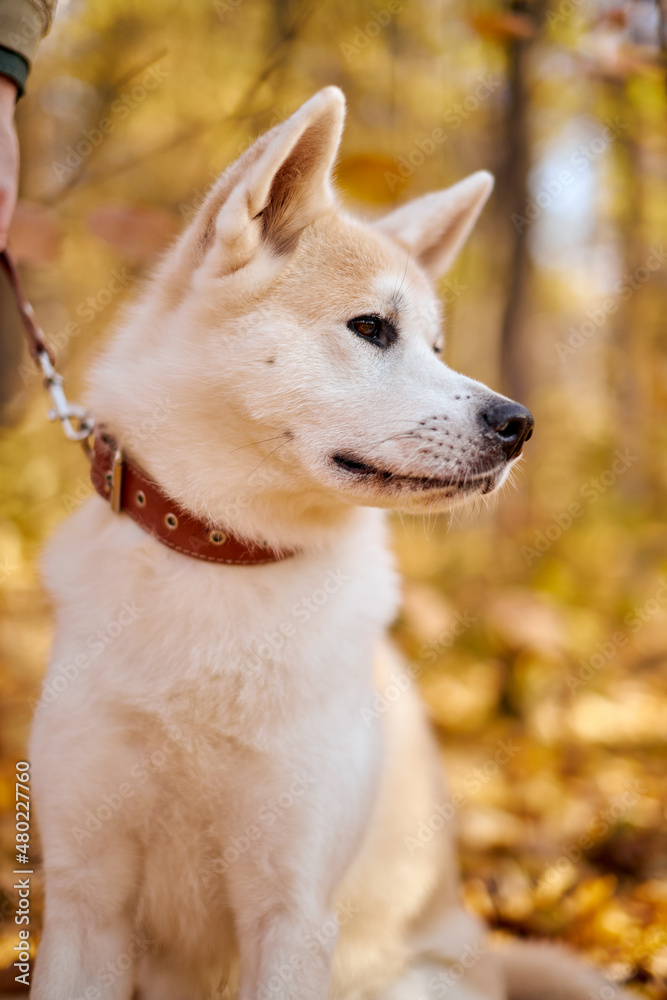 Akita inu dog with beautiful white fluffy fur is resting in autumn park near walking path, outdoor portrait. animals, pet, dogs concept