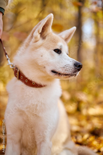 Akita inu dog with beautiful white fluffy fur is resting in autumn park near walking path, outdoor portrait. animals, pet, dogs concept