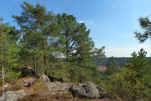 Corne-Biche rock in Fontainebleau forest