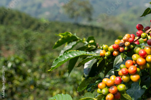 Coffee fruit in the trees, known as drupe. Jardin, Antioquia, Colombia.