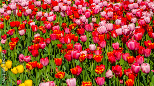 red and pink tulips background plantation postcard