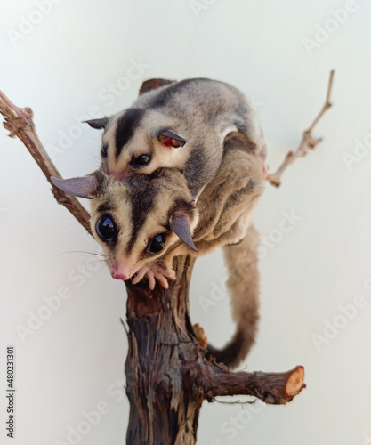 Mom and baby sugar gliders. photo