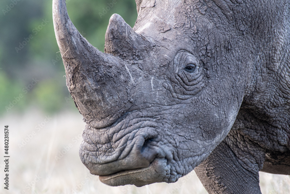 Obraz premium Breitmaulnashorn Portrait