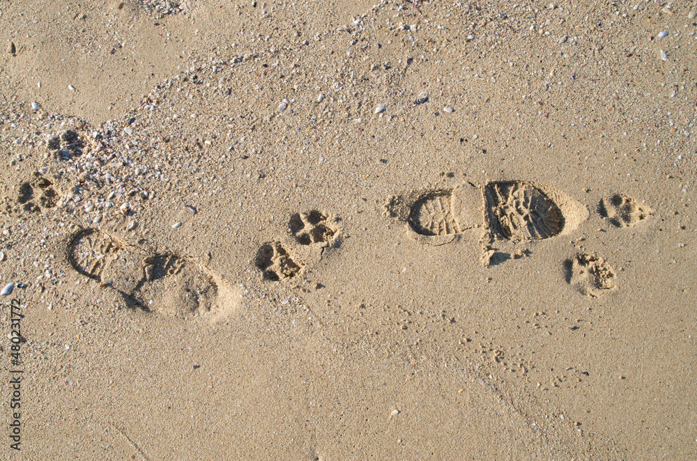 Fototapeta premium Footprints in the sand from the footsteps of man and dog