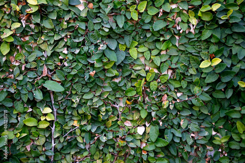 Fotografie, Obraz Ficus repens or pumila