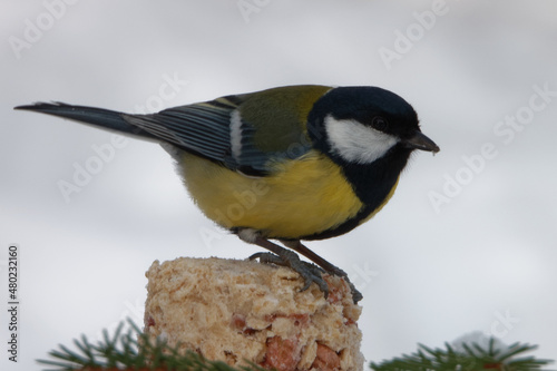 Great tit feeding on mixture of margarine, oat flakes, and peanuts.