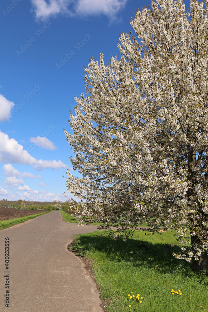 Huge flowering cherry tree on the side of the road. Rural empty road. Huge flowering cherry tree on the side of the road. Rural empty road.