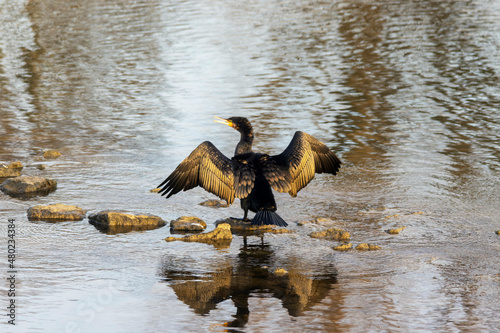 A Cormorant is drying its Plumage at the River Neckar in Heilbronn, Germany, Europe. photo