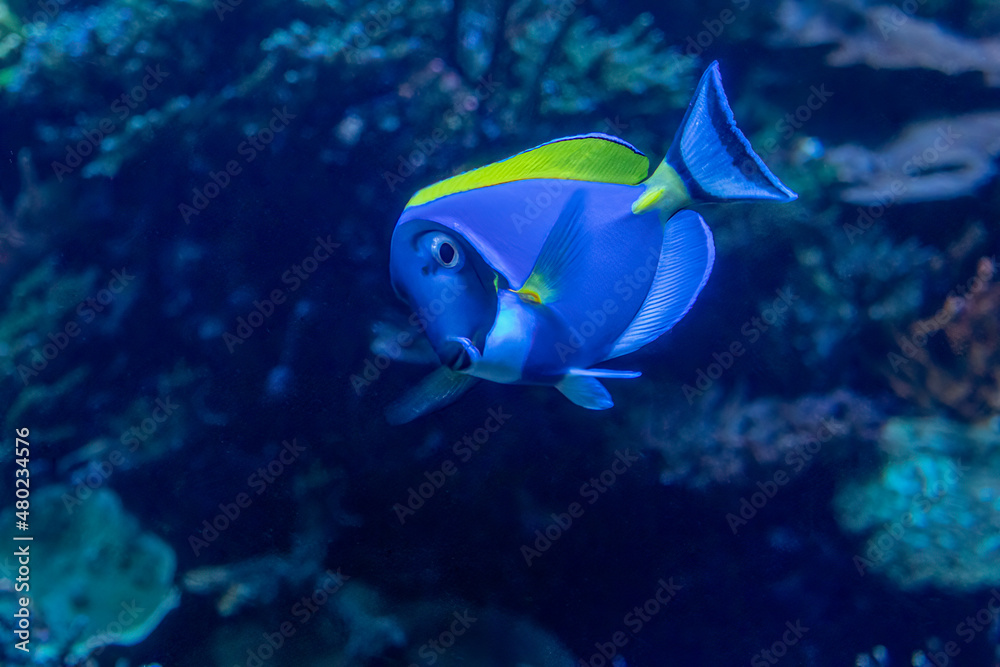Royal Blue Tang Fish Swimming Underwater Royal Blue Tang Fish Swimming Underwater