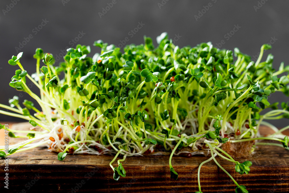 Sprouted radish microgreens on a wooden cutting board. Healthy salad greens