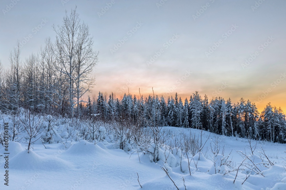 Winter morning in the forest with snow-covered trees, dawn. Travel concept