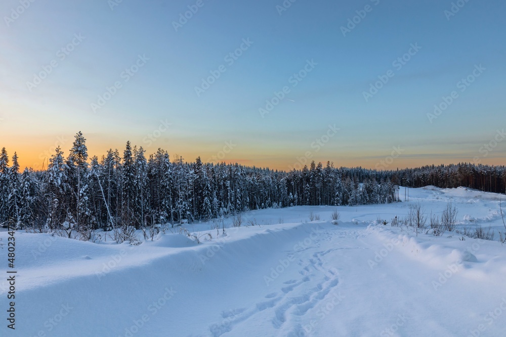 Calm winter view of the pine forest in the forest at sunrise. Travel concept Calm winter view of the pine forest in the forest at sunrise. Travel concept