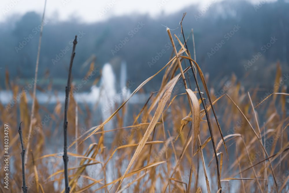 Fototapeta premium Misty lake in the park