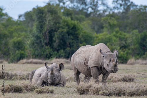 Spitzmaulnashorn mit Baby photo