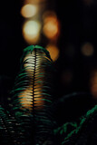 Gold ferns in nature