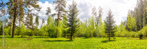 Panoramic view of the trees on the sunny field with flowers