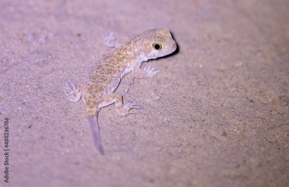 Barking Gecko in the Kgalagadi Barking Gecko in the Kgalagadi