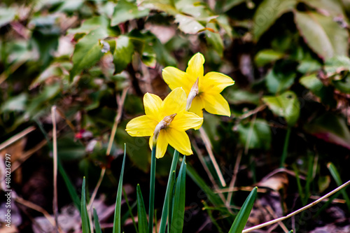 Flowers in Bloom