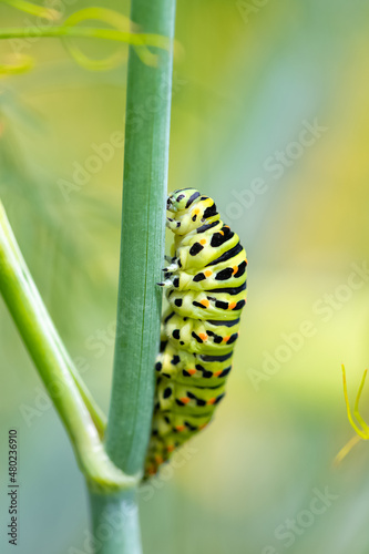 Caterpillar of an old world swallowtail, Papilio machaon on a fennel stem 