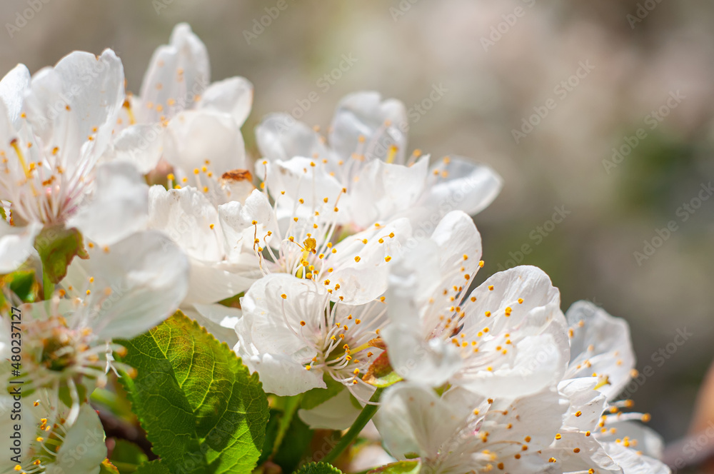 Snow-white cherry flowers in spring, a postcard photo on a plant theme. Blurred background