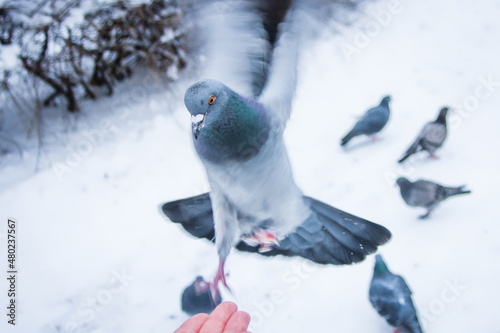 pigeon in snow © Veronika
