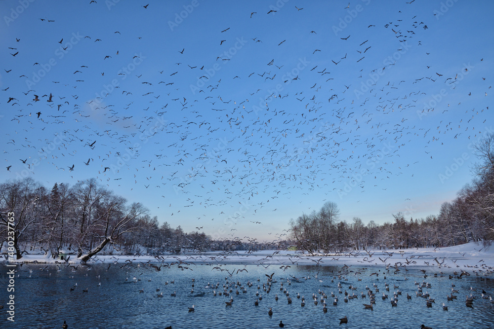 A flock of seagulls flies over the lake.