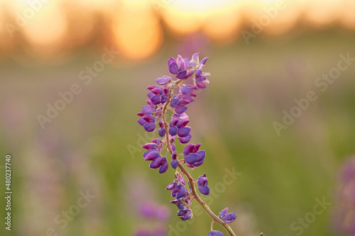 Macro photography lupin flower. Lupins purple field natural background. Wellness closeness to nature. Self-discovery concept.