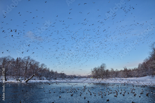 Obraz na płótnie A flock of seagulls flies over the lake. w salonie