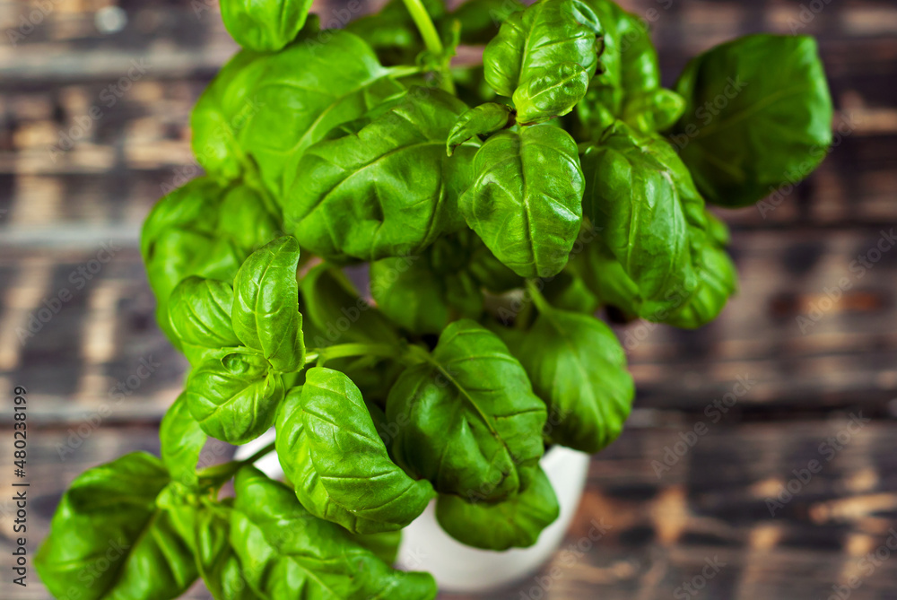 Basil on a black wooden table. Bunch of fresh basil close up on a dark background. Greens on an old shabby heart. Basil on a black wooden table. Bunch of fresh basil close up on a dark background. Greens on an old shabby heart.