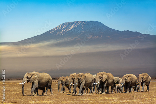 Elefantenherde vor dem Kilimanjaro