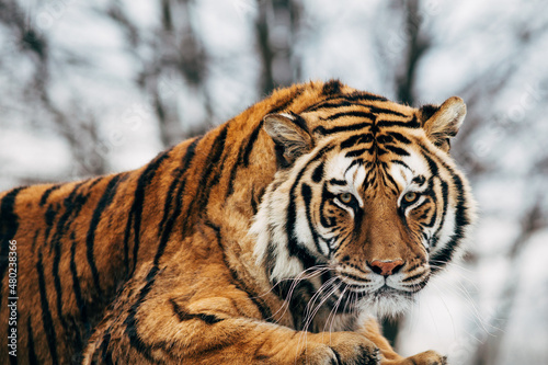 Fototapeta Naklejka Na Ścianę i Meble -  Portrait of a tiger on an isolated background.