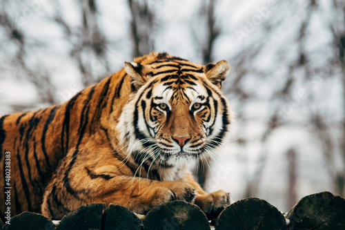 Portrait of a tiger on an isolated background. © belyaaa