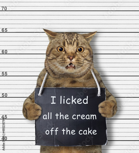 A beige cat was arrested. He has a sign around its neck that says I licked all the cream off the cake. White lineup background.