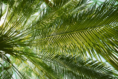 Bright green fresh palm tree long leaves view from the bottom up. Background of tropical leaves in a botanical subtropical garden  tropical park  jungles  rainforest in summer. Palm branches abstract.