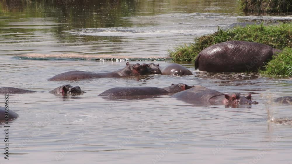 A group of old hippos (Hippopotamus amphibius) swimming around in a dirty and clouded lake. The animals swim to prevent their large bodies from overheating, only their heads and backs stick out. A group of old hippos (Hippopotamus amphibius) swimming around in a dirty and clouded lake. The animals swim to prevent their large bodies from overheating, only their heads and backs stick out.