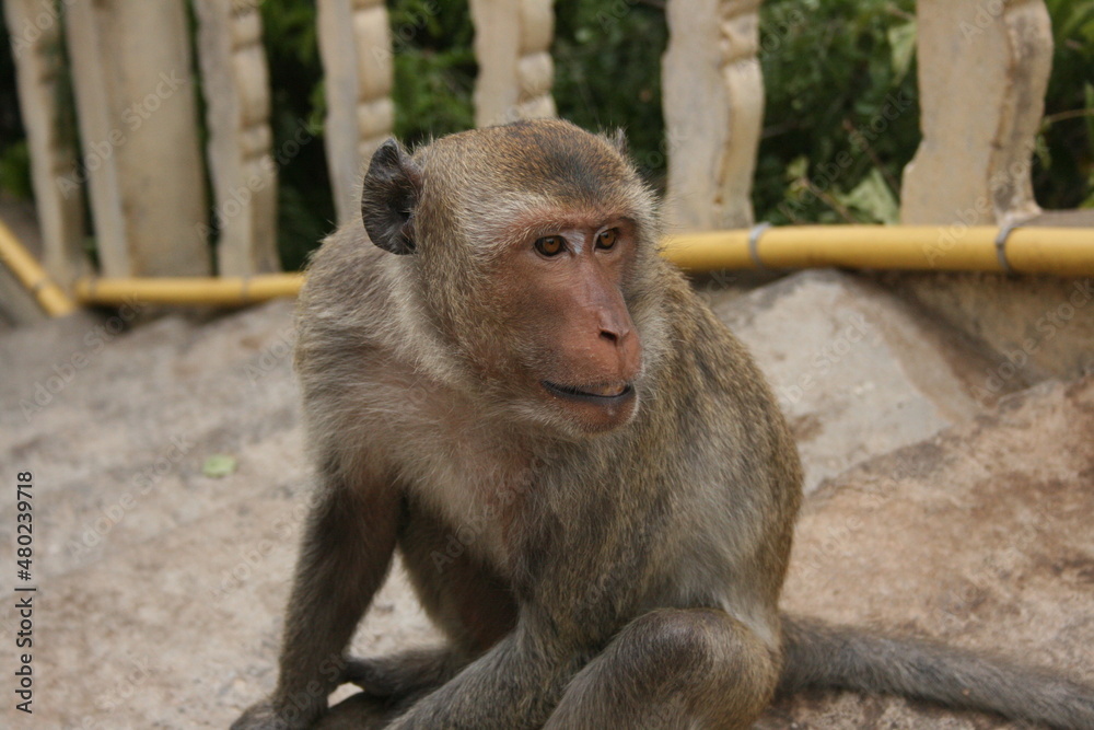 Naklejka premium Singes – Thailande