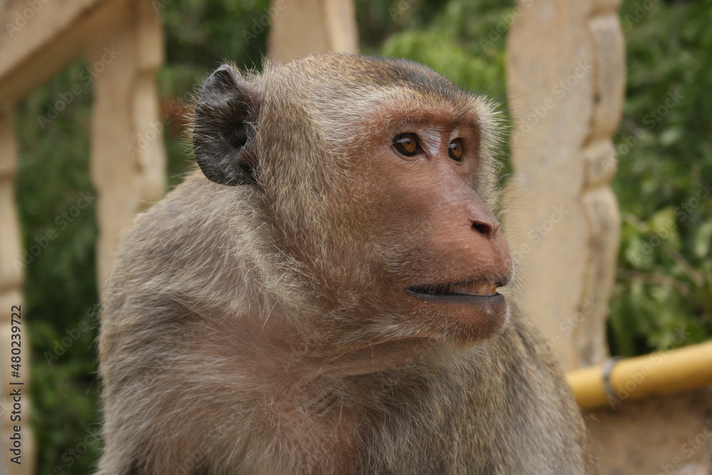Singes – Thailande Singes – Thailande