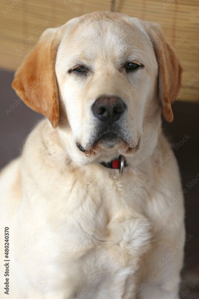 Portrait close up of a white labrador Portrait close up of a white labrador
