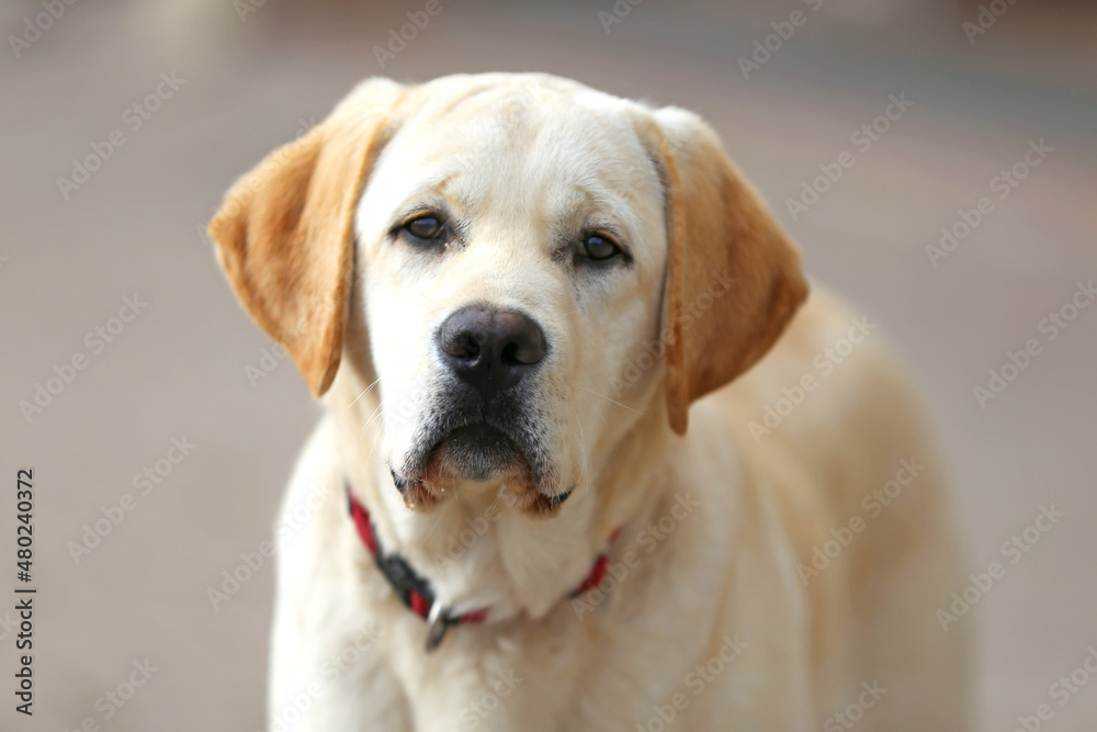 Portrait close up of a white labrador Portrait close up of a white labrador