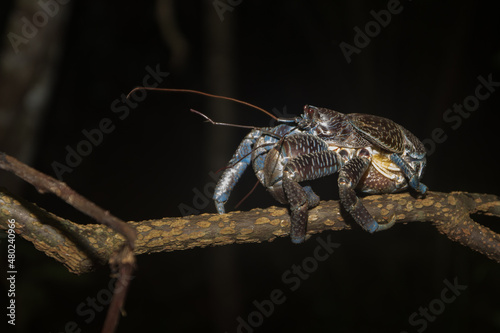 The Coconut crab world's largest terrestrial anthropod, robber crab, thief crab, Crab at night on the branch, and leaf, in Togean Islands, Sulawesi, Indonesia photo