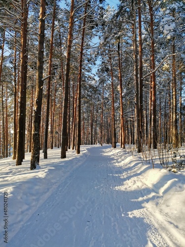 road in winter forest © Анастасия Назарова