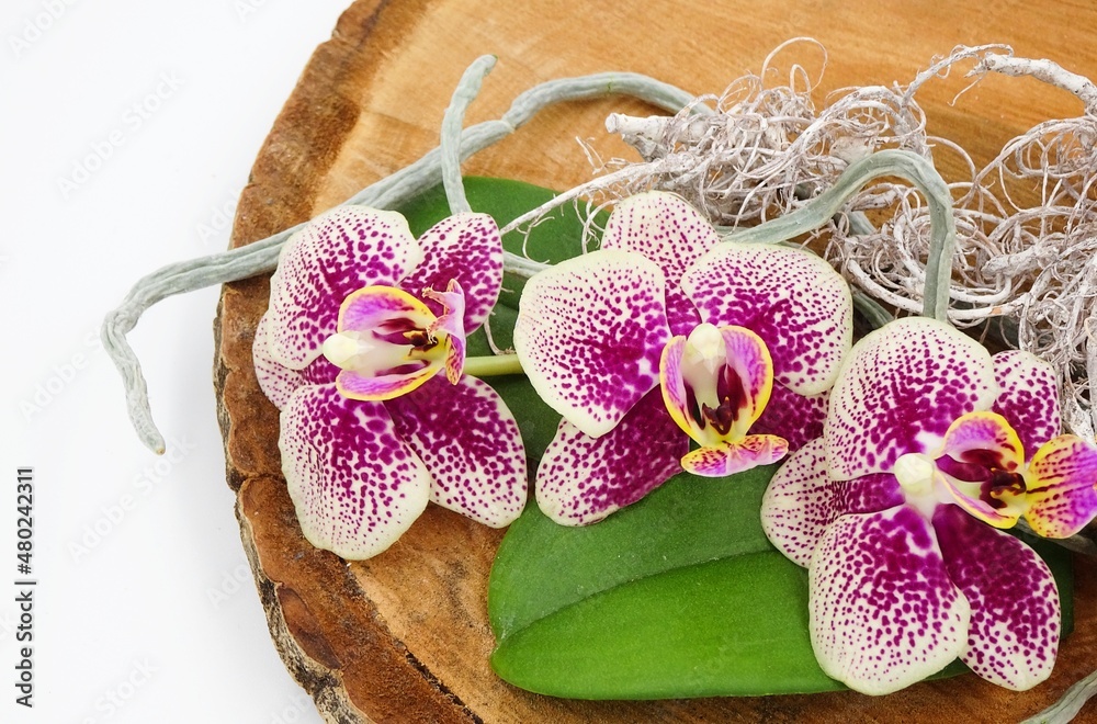 Purple and white Orchid Phalaenopsis decorated on a wooden board isolated on a white background. Purple and white Orchid Phalaenopsis decorated on a wooden board isolated on a white background.