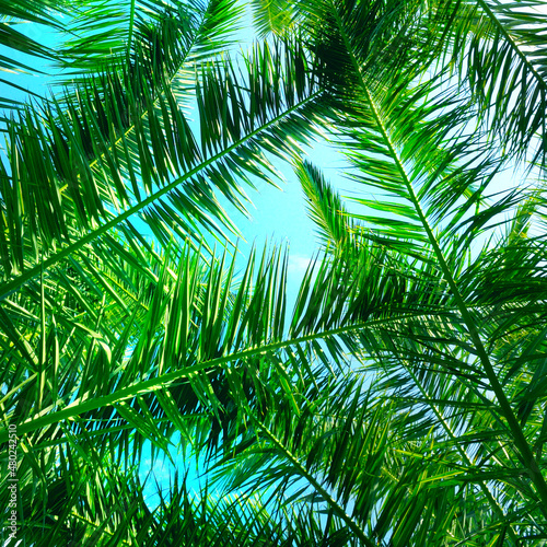 coconut tree leaves on blue sky background.