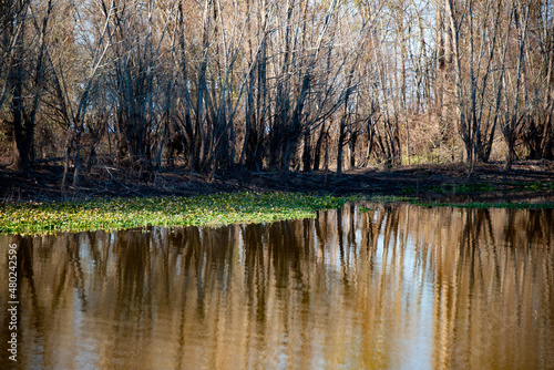 reflection in the water swamp