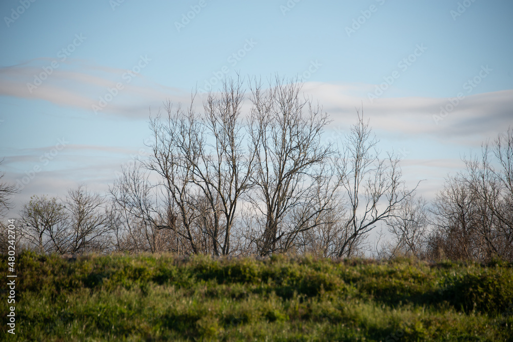 Fototapeta premium tree in the field