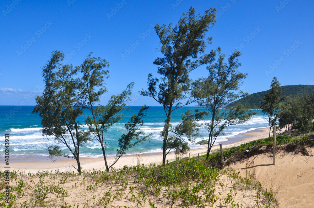 beach and trees in gamboa , Santa Catarina 