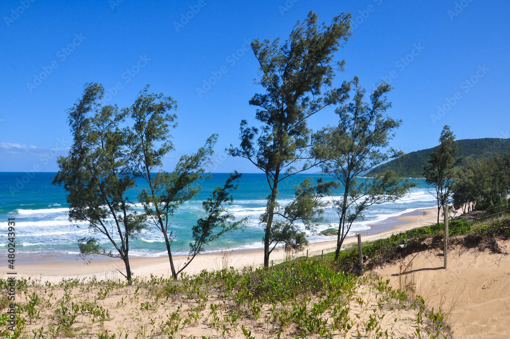 beach and trees in gamboa , Santa Catarina beach and trees in gamboa , Santa Catarina