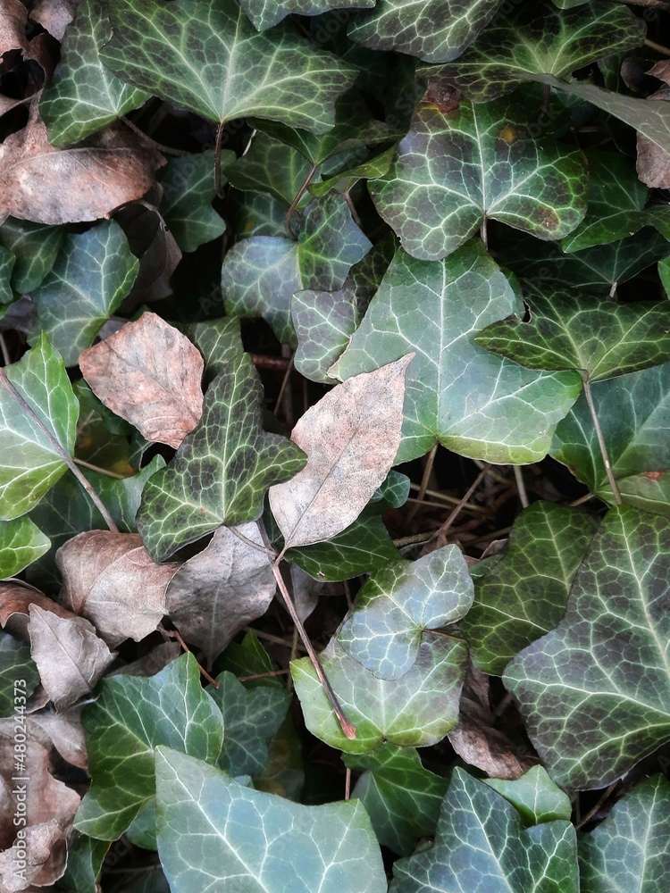 leaves background